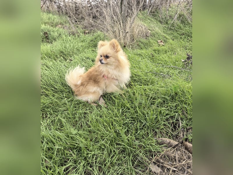 Pomeranien Cookie sucht ein Zuhause