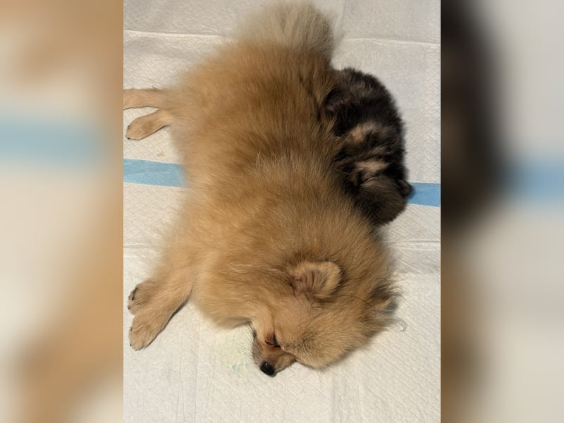 Zwergspitz (Pomeranian) Welpen mit Ahnentafel