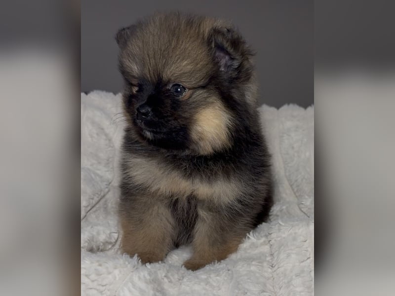 Zwergspitz (Pomeranian) Welpen mit Ahnentafel
