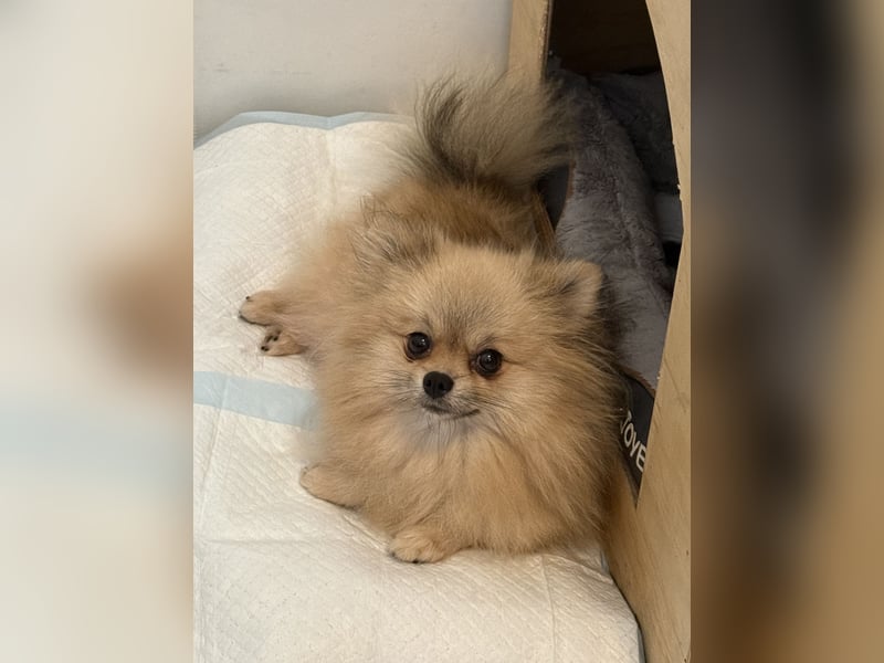 Zwergspitz (Pomeranian) Welpen mit Ahnentafel