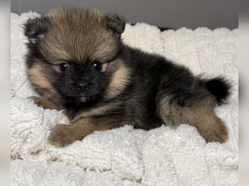 Zwergspitz (Pomeranian) Welpen mit Ahnentafel