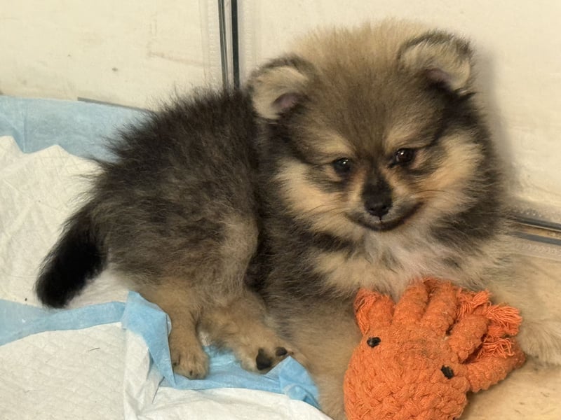 Zwergspitz (Pomeranian) Welpen mit Ahnentafel