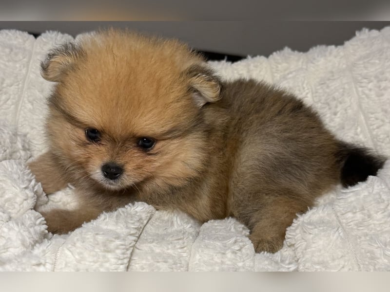 Zwergspitz (Pomeranian) Welpen mit Ahnentafel