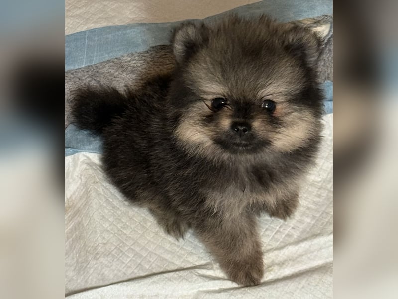 Zwergspitz (Pomeranian) Welpen mit Ahnentafel