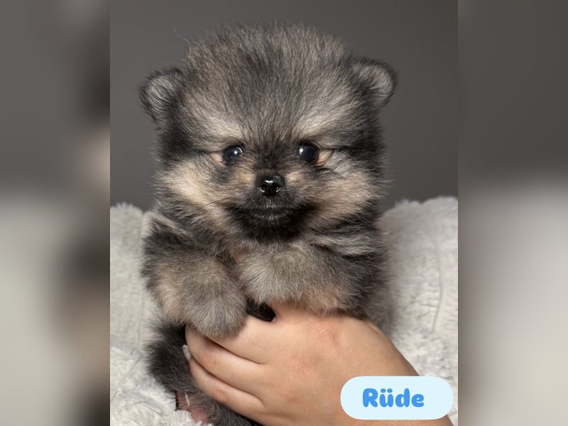 Zwergspitz (Pomeranian) Welpen mit Ahnentafel