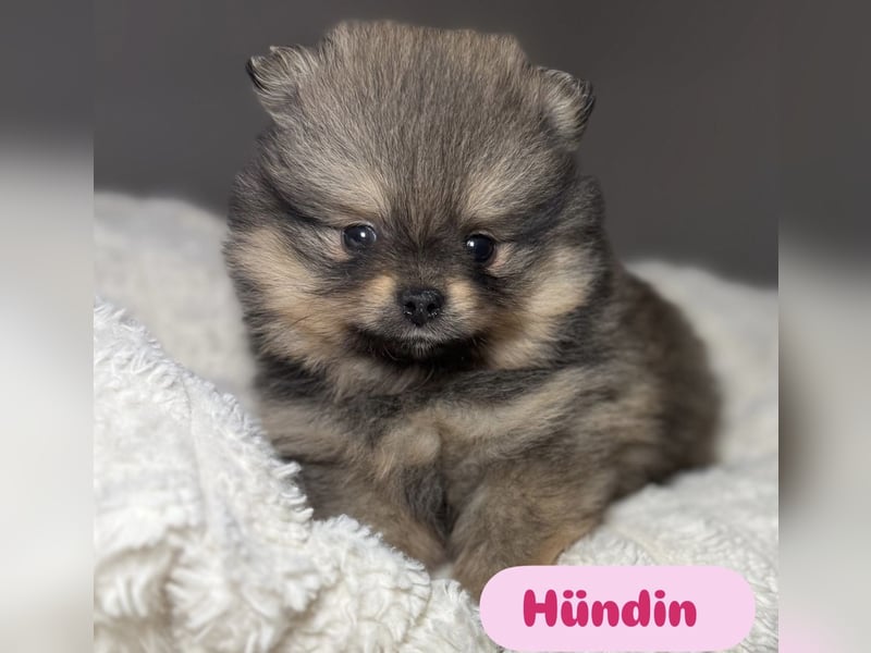Zwergspitz (Pomeranian) Welpen mit Ahnentafel