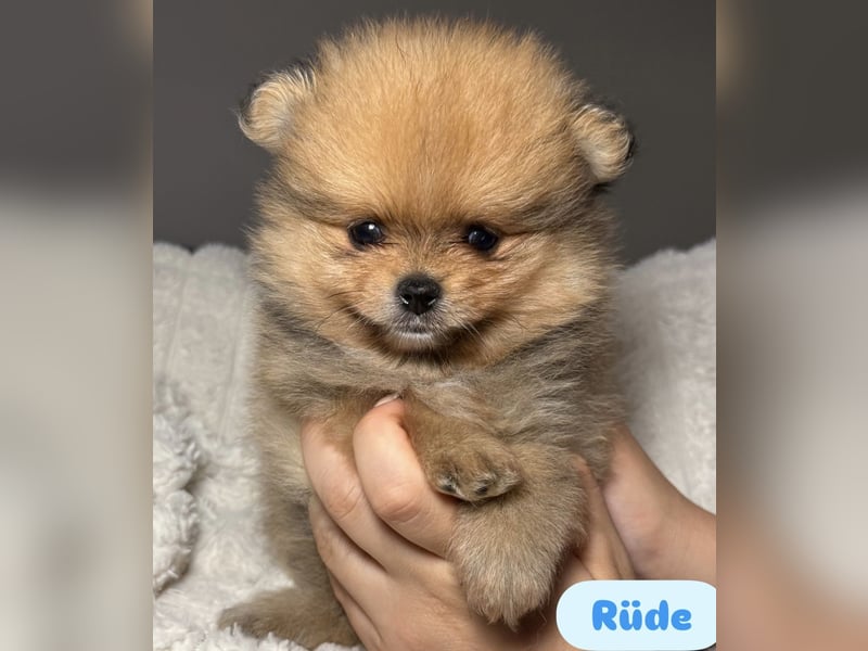 Zwergspitz (Pomeranian) Welpen mit Ahnentafel
