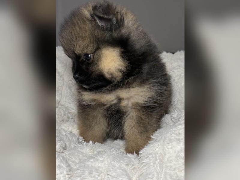 Zwergspitz (Pomeranian) Welpen mit Ahnentafel