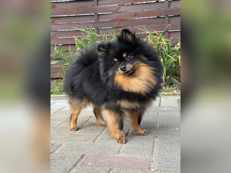 Zwergspitz (Pomeranian) Welpen mit Ahnentafel