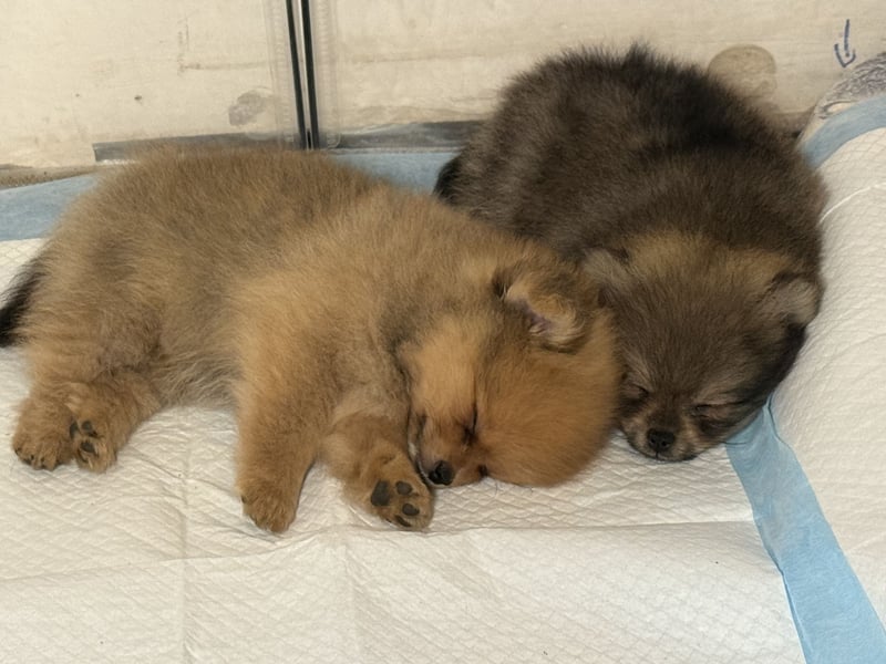 Zwergspitz (Pomeranian) Welpen mit Ahnentafel