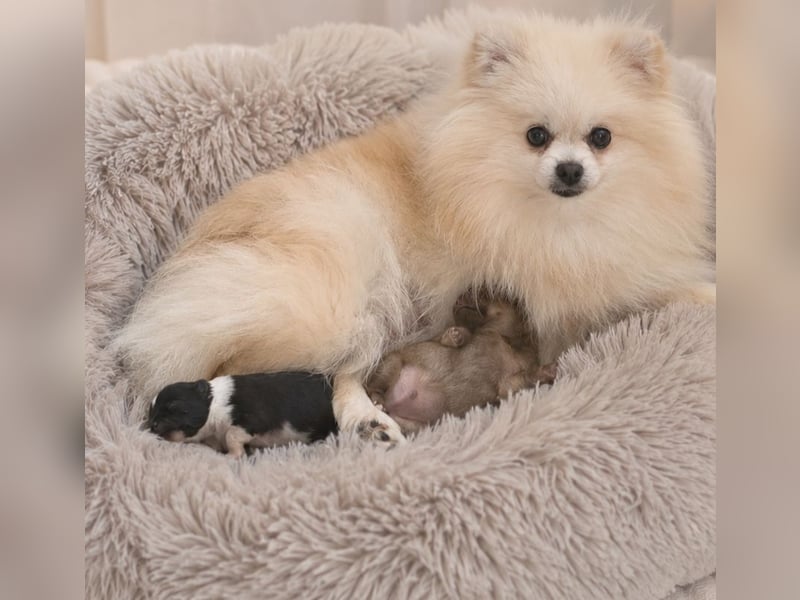 Exklusive Pomeranian Welpen vom Züchter mit Papieren