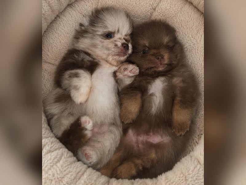 Pomeranian Welpen aus Prämienzuchtstätte mit Papieren choco /choco merle