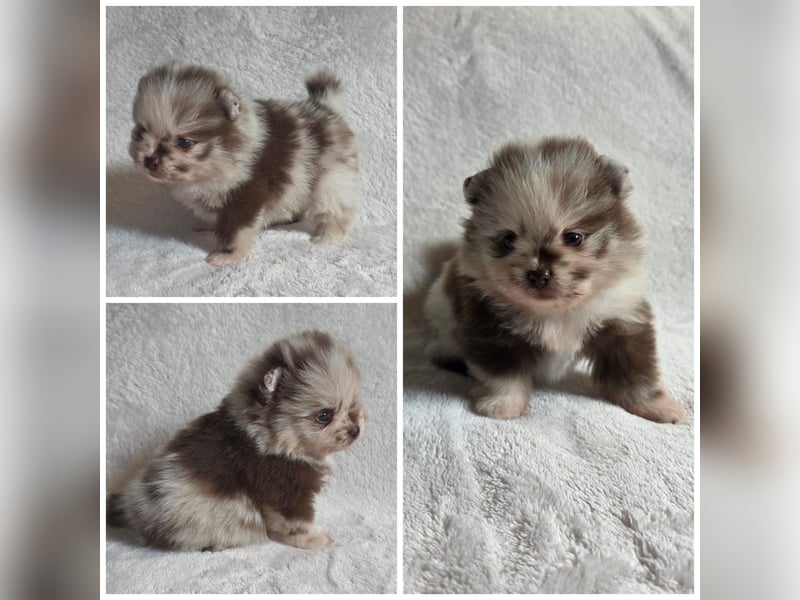 Pomeranian Welpen aus Prämienzuchtstätte mit Papieren choco /choco merle