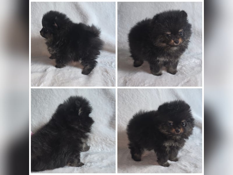 Pomeranian Welpen vom Züchter mit Papieren