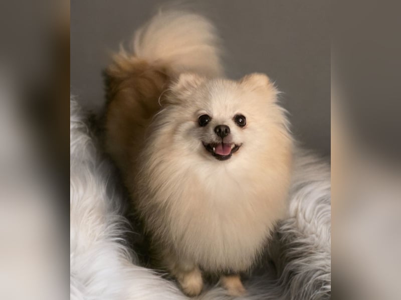 Pomeranian Hündin mit Papieren