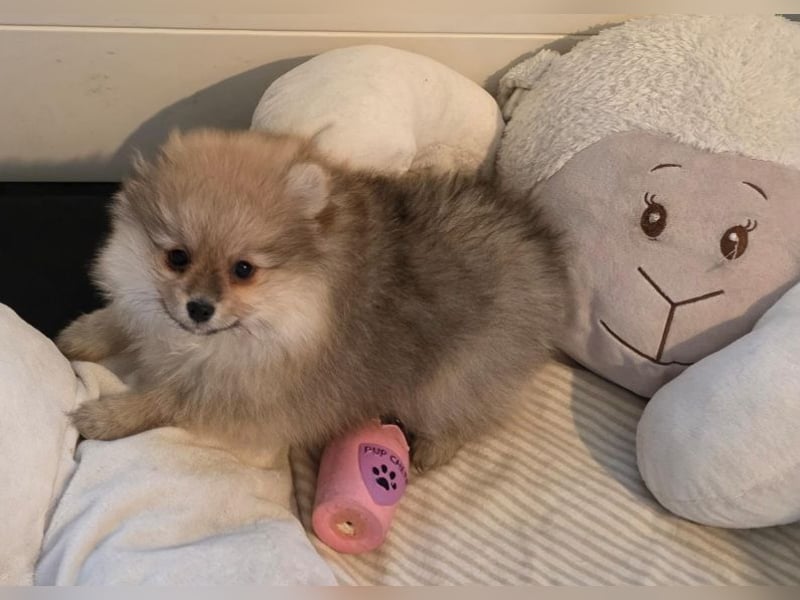 Pomeranian Hündin mit Papieren