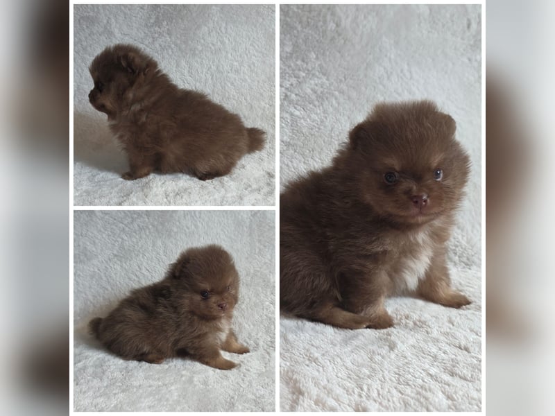 Pomeranian Welpen aus Prämienzuchtstätte mit Papieren choco /choco merle