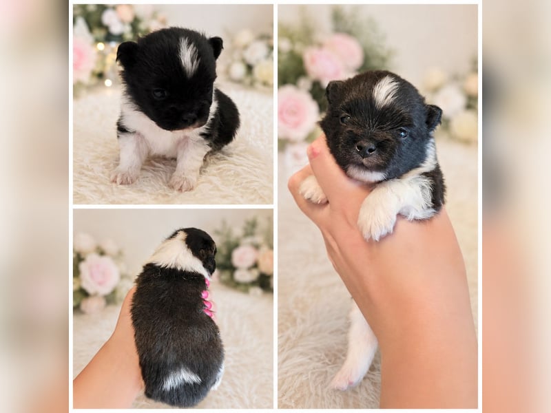 Exklusive Pomeranian Welpen vom Züchter mit Papieren