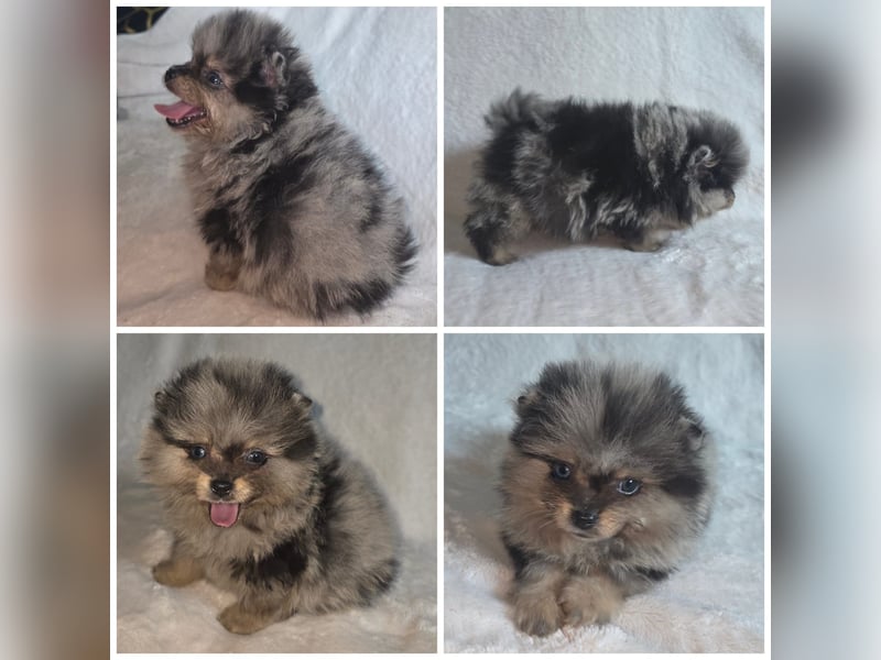 Exklusive Pomeranian Welpen in Merle mit Papieren vom Züchter