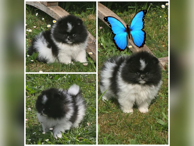Exklusive Pomeranian Welpen im Teddytyp mit Papieren