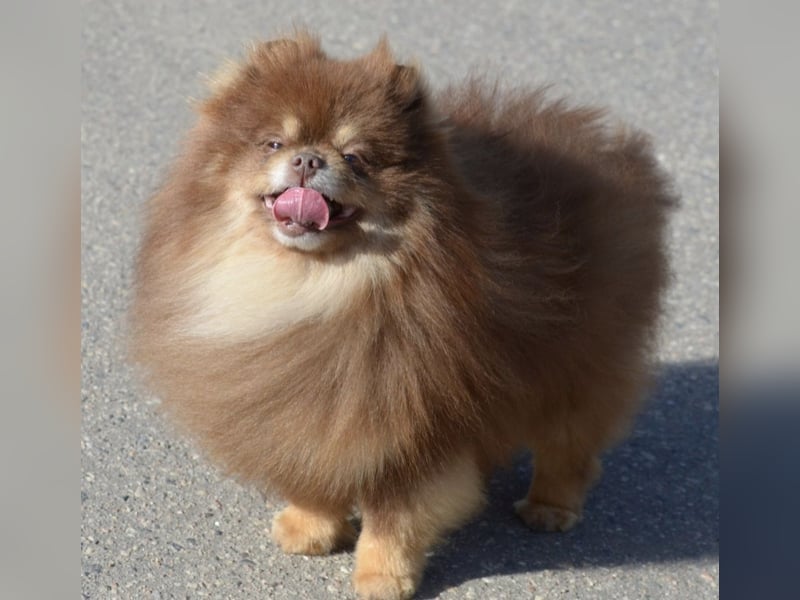 Pomeranian Hündin mit Papieren