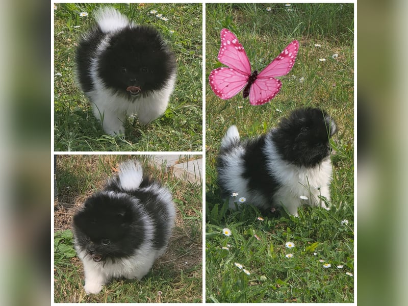 Exklusive Pomeranian Welpen im Teddytyp mit Papieren