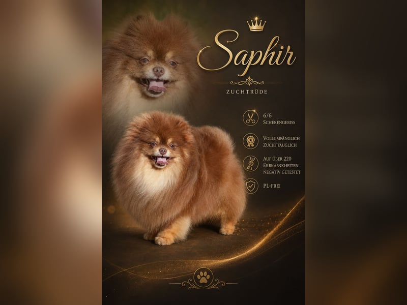 Exklusive Pomeranian Welpen vom Züchter mit Papieren