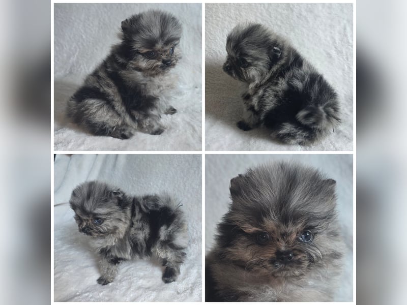 Pomeranian Welpen vom Züchter mit Papieren