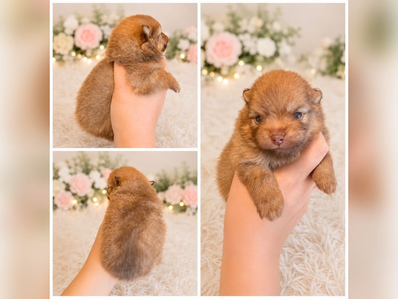 Exklusive Pomeranian Welpen vom Züchter mit Papieren