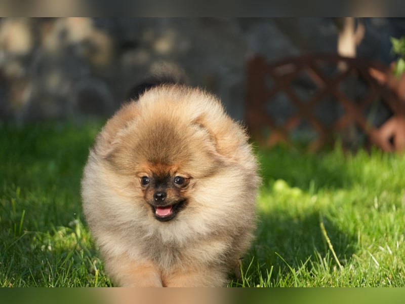 Pomeranian Zwergspitz Hündin Galaxy Pearl