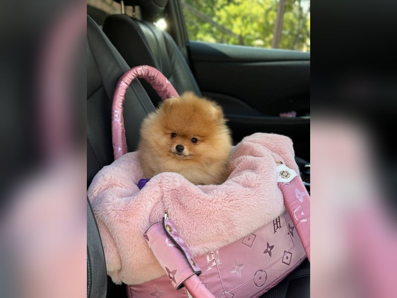 Exklusive Pomeranian Hündin Kisses of Fire Olympia Luna Star (Zwergspitz)