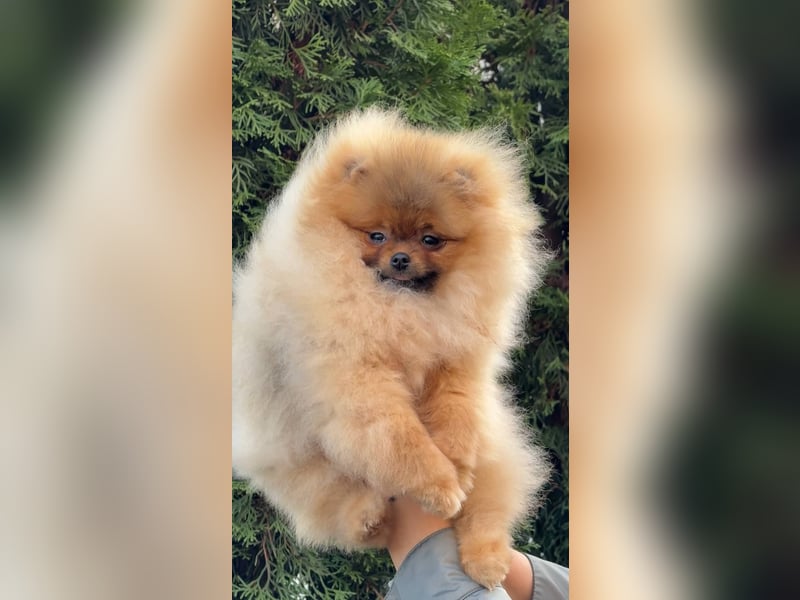 Exklusive Zwergspitz Hündin - Teddybär-Typ, Traumfell & Charme