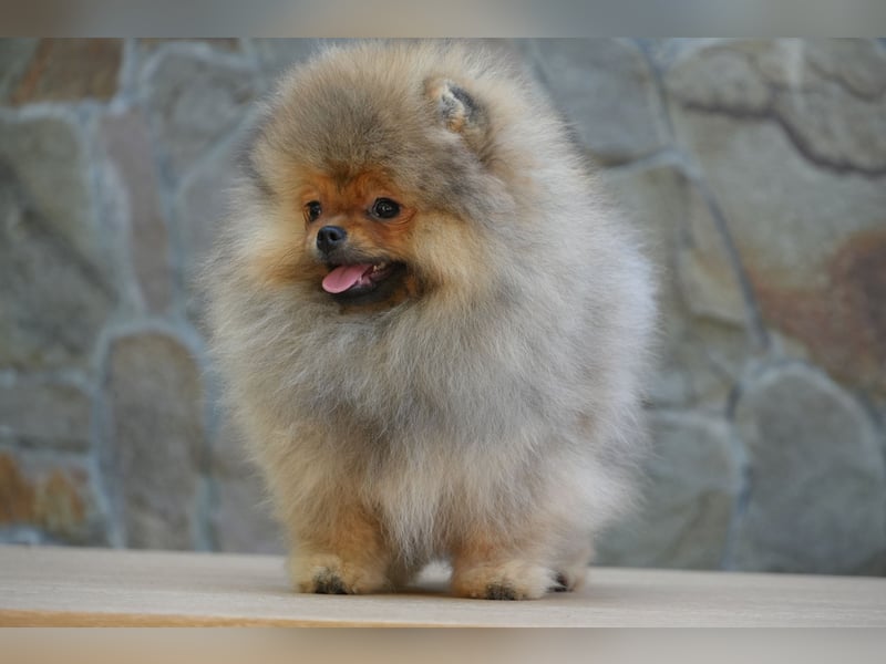 Traumhafte Pomeranian Zwergspitz Hündin - Glamour Diamond