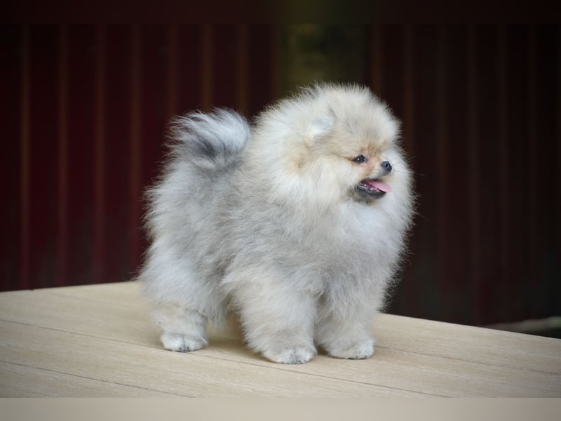 Pomeranian Zwergspitz Rüde im Teddytyp