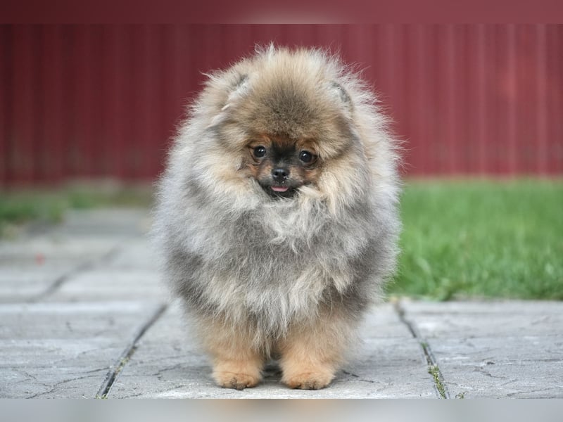 Pomeranian Zwergspitz Hündin Galaxy Pearl