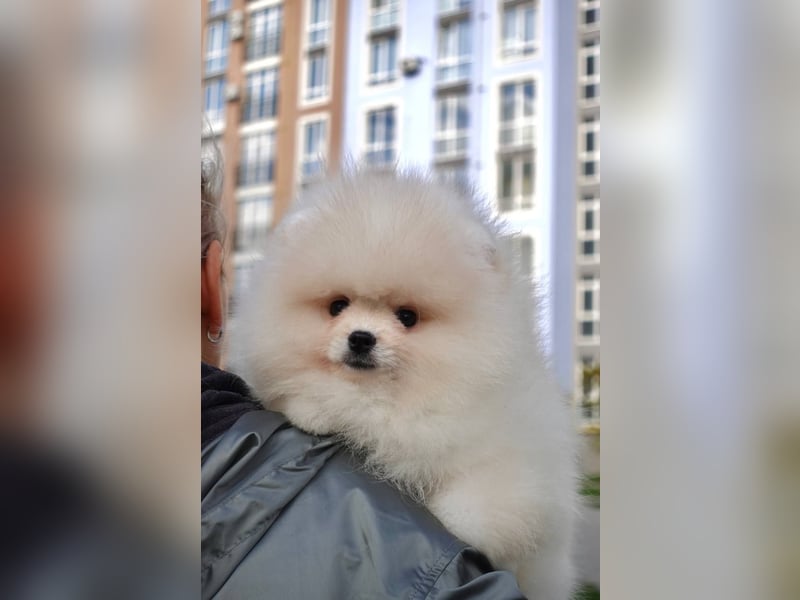 Pomeranian Rüde ASTI - 3 Monate - Champagne Farbe – Lieferung & Puppy Box inklusive!