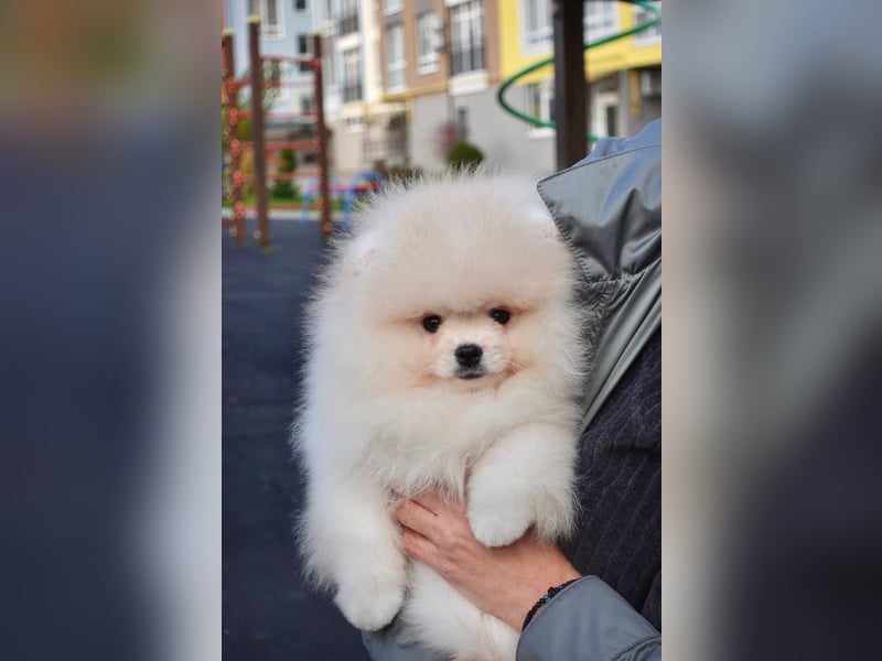 Pomeranian Rüde ASTI - 3 Monate - Champagne Farbe – Lieferung & Puppy Box inklusive!