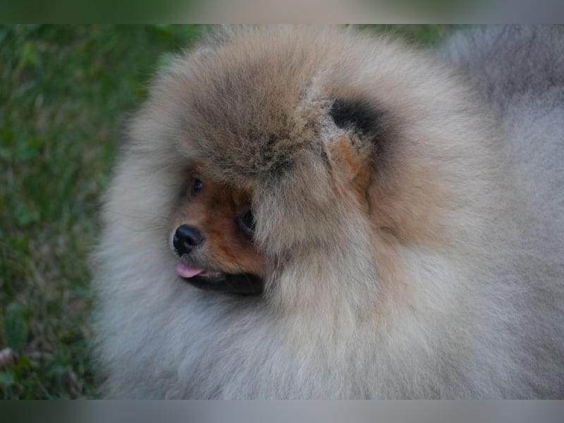 Ein luxuriöses Zwergspitz Pomeranian-Welpe im Bärchenstil - unglaublich süß und schön