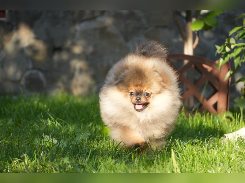 Pomeranian Zwergspitz Hündin Galaxy Pearl