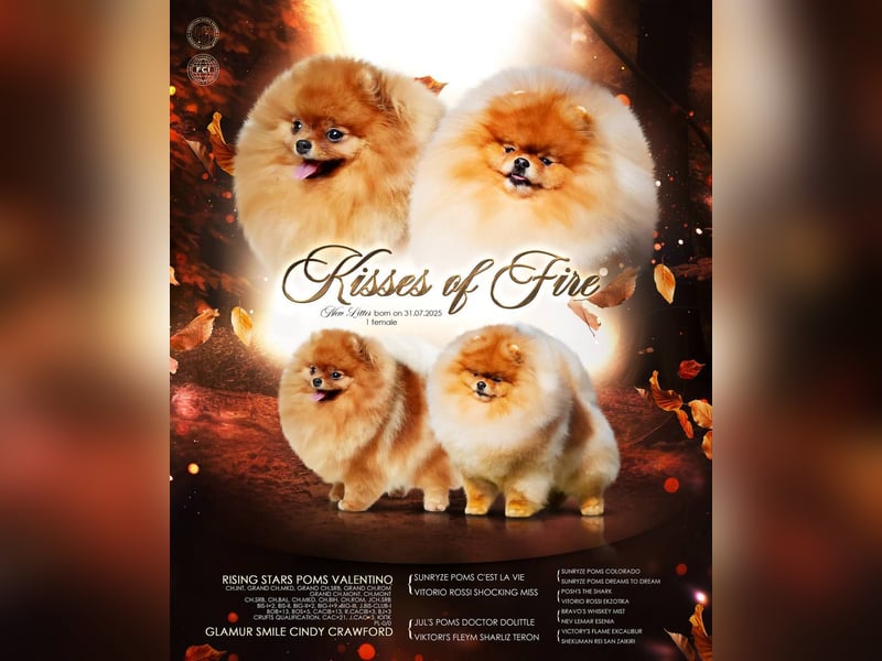 Exklusive Pomeranian Hündin Kisses of Fire Olympia Luna Star (Zwergspitz)