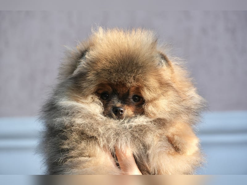 Pomeranian Zwergspitz Hündin Galaxy Pearl