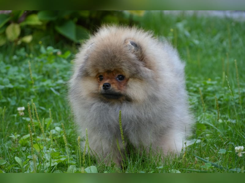 Traumhafte Pomeranian Zwergspitz Hündin - Glamour Diamond