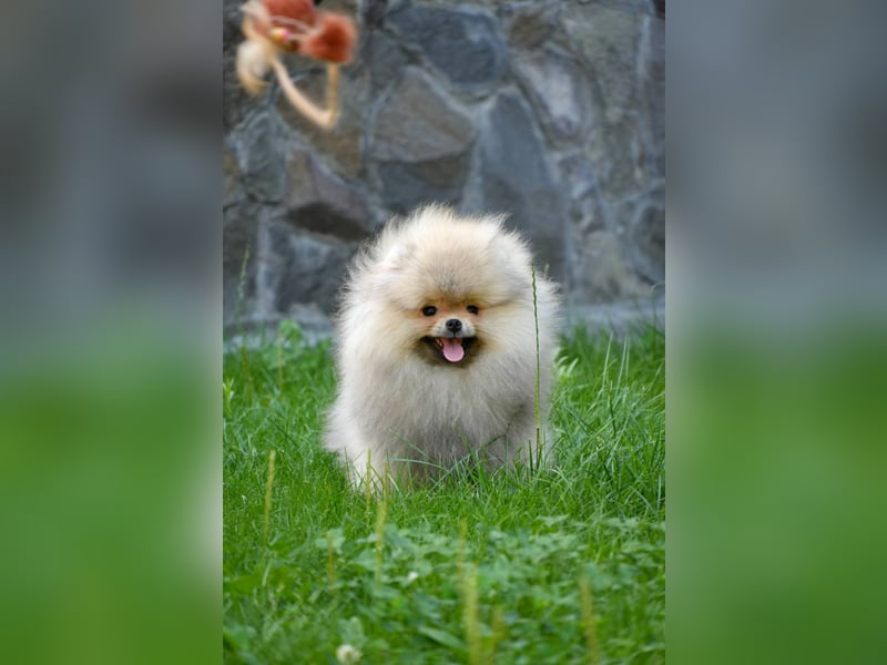 Pomeranian Zwergspitz Rüde im Teddytyp
