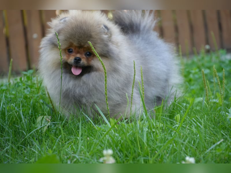 Traumhafte Pomeranian Zwergspitz Hündin - Glamour Diamond