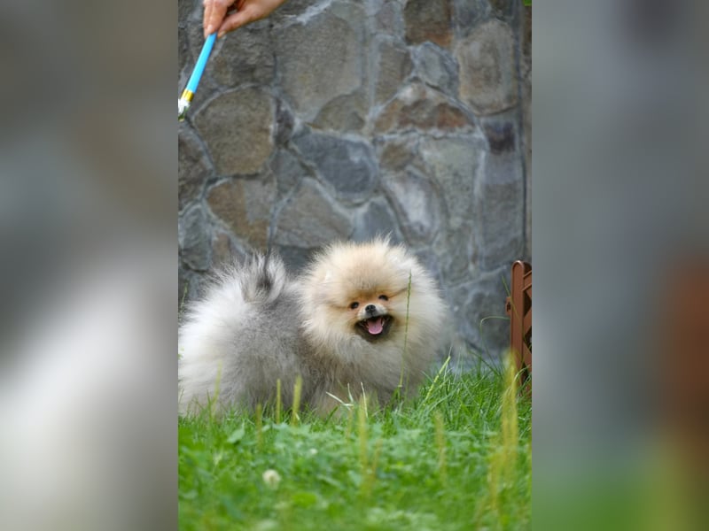 Pomeranian Zwergspitz Rüde im Teddytyp