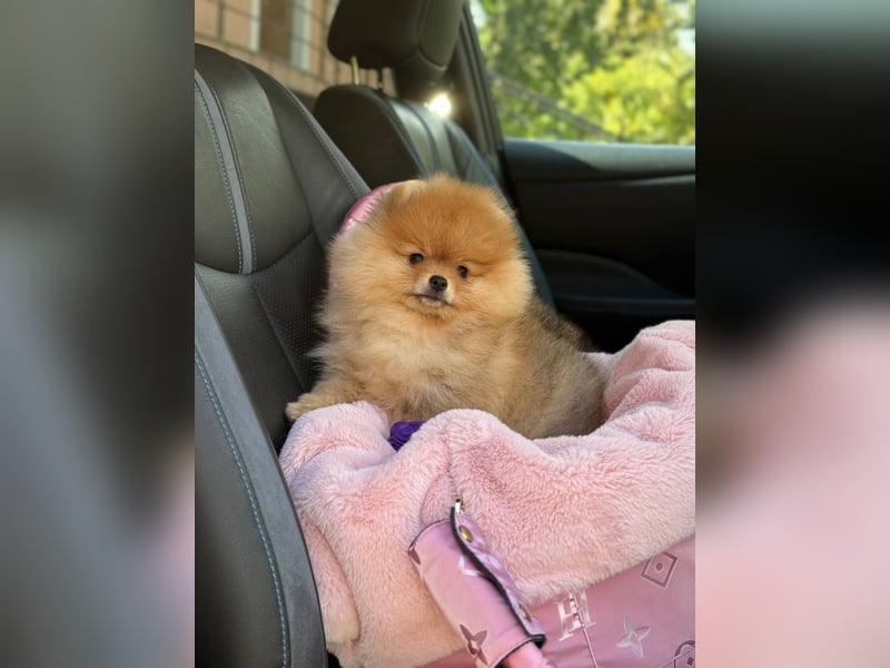 Exklusive Pomeranian Hündin Kisses of Fire Olympia Luna Star (Zwergspitz)