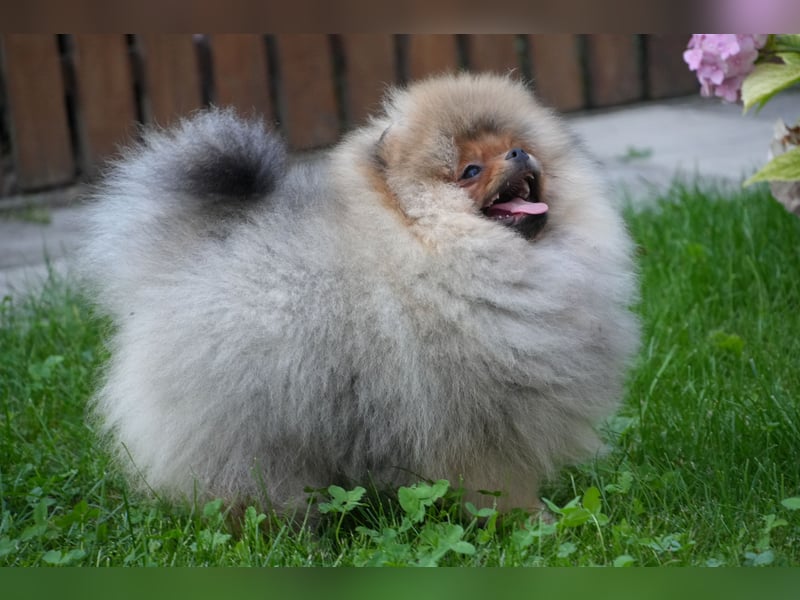 Ein luxuriöses Zwergspitz Pomeranian-Welpe im Bärchenstil - unglaublich süß und schön