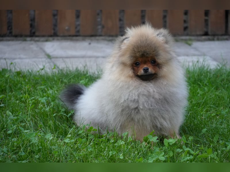 Ein luxuriöses Zwergspitz Pomeranian-Welpe im Bärchenstil - unglaublich süß und schön