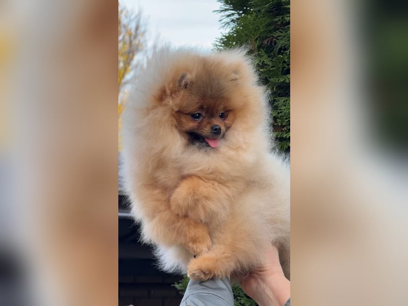 Exklusive Zwergspitz Hündin - Teddybär-Typ, Traumfell & Charme