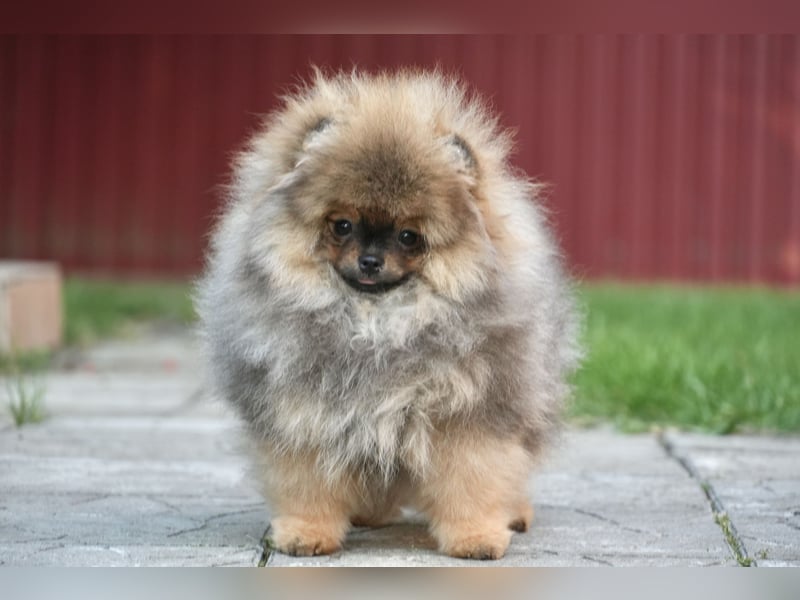 Pomeranian Zwergspitz Hündin Galaxy Pearl